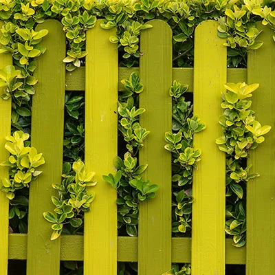 突破网络边界：手把手教你用SSR免费科学上网